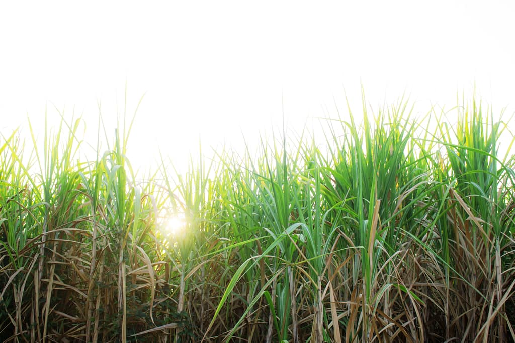 Sugar cane plantation with the sunlight